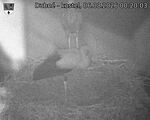Capi_Dubne_20260806_002003.jpg