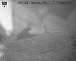 Capi_Dubne_20260806_002502.jpg
