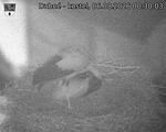 Capi_Dubne_20260806_003003.jpg