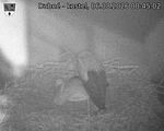 Capi_Dubne_20260806_004503.jpg