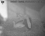 Capi_Dubne_20260806_005003.jpg