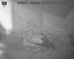 Capi_Dubne_20260806_005502.jpg