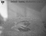 Capi_Dubne_20260806_011502.jpg