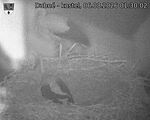 Capi_Dubne_20260806_013002.jpg