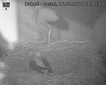 Capi_Dubne_20260806_014002.jpg