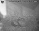 Capi_Dubne_20260806_015003.jpg