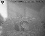 Capi_Dubne_20260806_020502.jpg