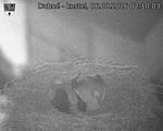 Capi_Dubne_20260806_021003.jpg