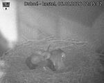 Capi_Dubne_20260806_021502.jpg