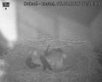 Capi_Dubne_20260806_022003.jpg