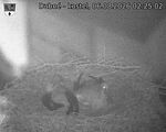 Capi_Dubne_20260806_022502.jpg
