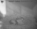 Capi_Dubne_20260806_023002.jpg