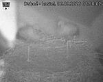 Capi_Dubne_20260806_025002.jpg