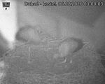 Capi_Dubne_20260806_030003.jpg