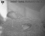 Capi_Dubne_20260806_031002.jpg
