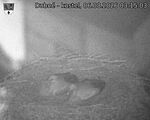 Capi_Dubne_20260806_031503.jpg