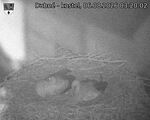 Capi_Dubne_20260806_032002.jpg