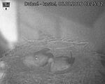 Capi_Dubne_20260806_032502.jpg