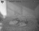 Capi_Dubne_20260806_034003.jpg