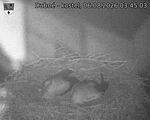 Capi_Dubne_20260806_034503.jpg