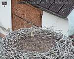 Capi_Dubne_20260806_055003.jpg