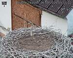 Capi_Dubne_20260806_055502.jpg