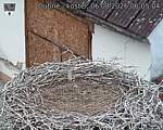 Capi_Dubne_20260806_060504.jpg