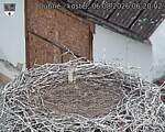 Capi_Dubne_20260806_062002.jpg