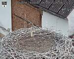 Capi_Dubne_20260806_062503.jpg