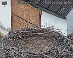 Capi_Dubne_20260806_083003.jpg