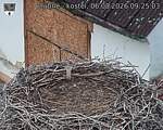 Capi_Dubne_20260806_092503.jpg