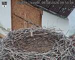 Capi_Dubne_20260806_095004.jpg
