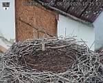 Capi_Dubne_20260806_102503.jpg