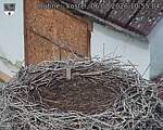 Capi_Dubne_20260806_105504.jpg