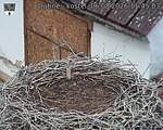 Capi_Dubne_20260806_114503.jpg