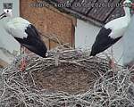 Capi_Dubne_20260806_120503.jpg