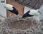 Capi_Dubne_20260806_121004.jpg