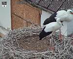 Capi_Dubne_20260806_122003.jpg
