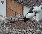 Capi_Dubne_20260806_122504.jpg