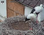 Capi_Dubne_20260806_123003.jpg