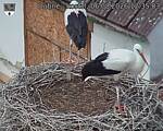 Capi_Dubne_20260806_123503.jpg