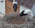 Capi_Dubne_20260806_124004.jpg