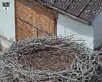 Capi_Dubne_20260806_135003.jpg
