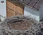Capi_Dubne_20260806_140002.jpg