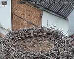 Capi_Dubne_20260806_150002.jpg