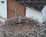 Capi_Dubne_20260806_152503.jpg