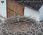 Capi_Dubne_20260806_153003.jpg