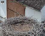 Capi_Dubne_20260806_160002.jpg