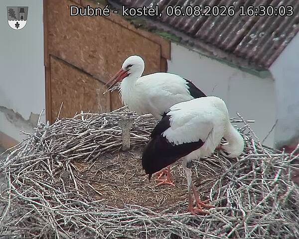 Capi_Dubne_20260806_163003.jpg (1350&nbsp;x&nbsp;1080)