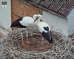 Capi_Dubne_20260806_164503.jpg